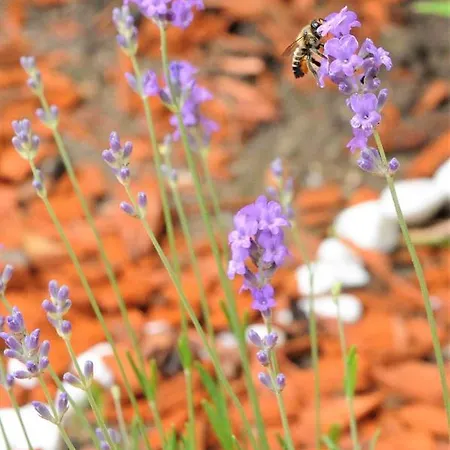 Poarta Ecaterina * Braşov