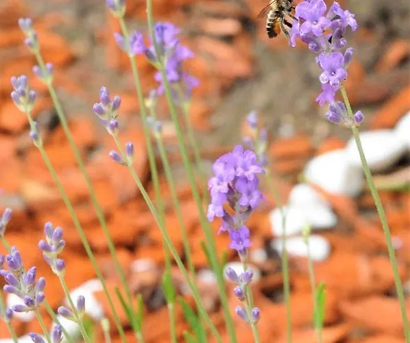 Poarta Ecaterina * Брашов